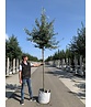 Schneebirne | Pyrus nivalis Schneebirne | Pyrus nivalis