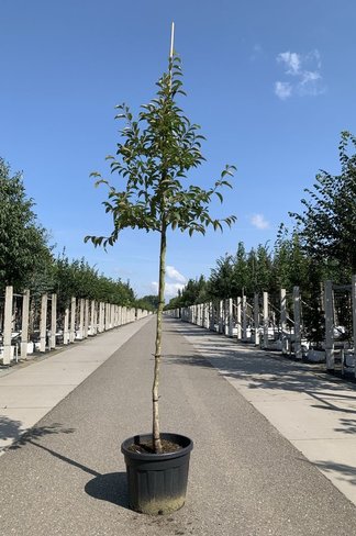 Schnabelkamelie | Stewartia rostrata