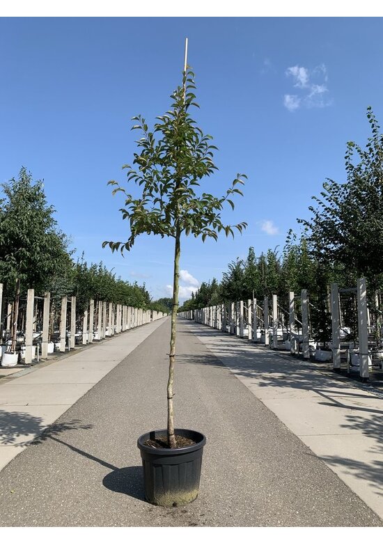 Schnabelkamelie | Stewartia rostrata