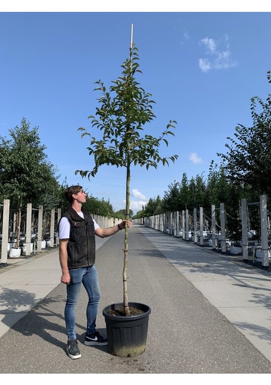 Schnabelkamelie | Stewartia rostrata