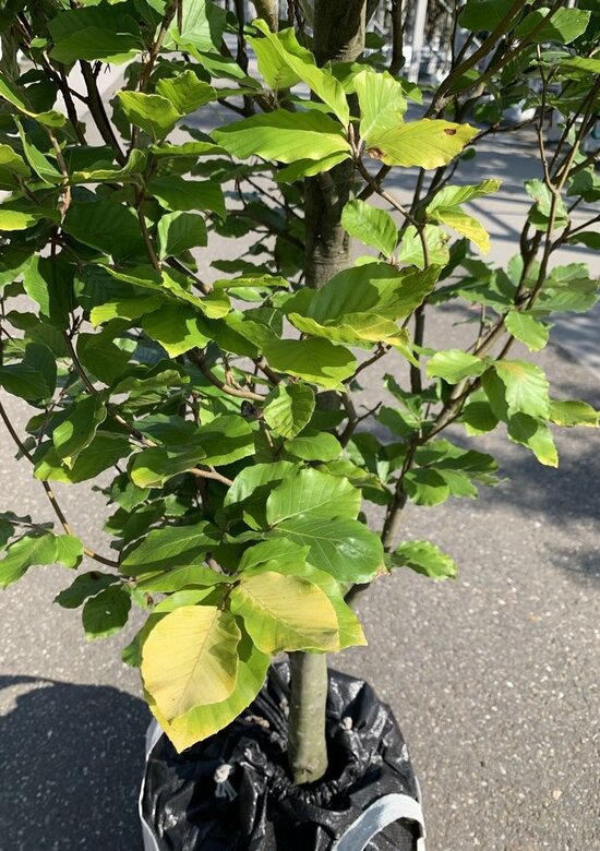 Sulen-Goldbuche 'Dawyck Gold' Kaufen | 3-Jahres-Garantie - Venovi