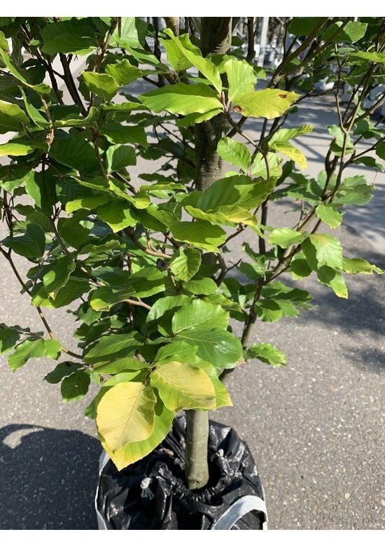 Säulen-Goldbuche 'Dawyck Gold' | Fagus sylvatica 'Dawyck Gold'