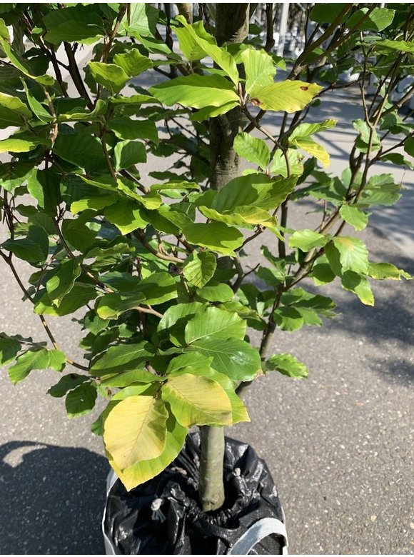 Säulen-Goldbuche 'Dawyck Gold' | Fagus sylvatica 'Dawyck Gold' Säulen-Goldbuche 'Dawyck Gold' | Fagus sylvatica 'Dawyck Gold'