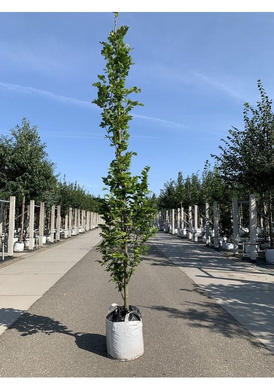 Säulen-Goldbuche 'Dawyck Gold' | Fagus sylvatica 'Dawyck Gold'