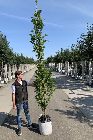 Säulen-Goldbuche 'Dawyck Gold' | Fagus sylvatica 'Dawyck Gold'