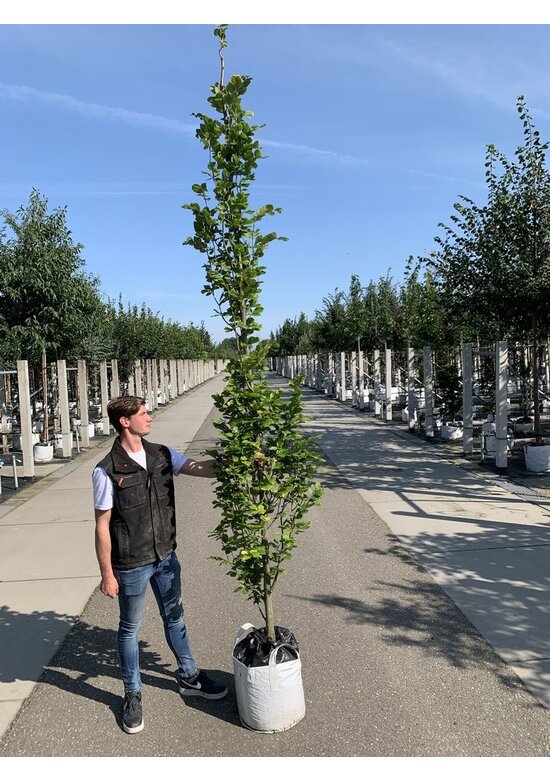 Säulen-Goldbuche 'Dawyck Gold' | Fagus sylvatica 'Dawyck Gold'