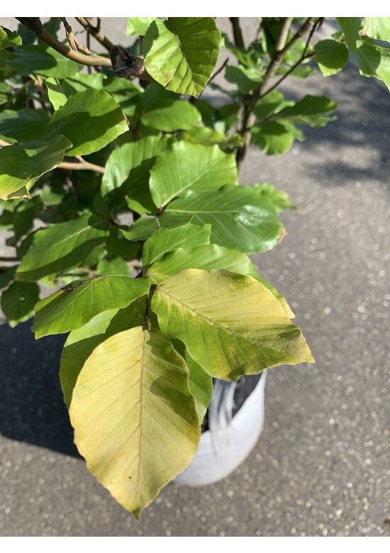 Säulen-Goldbuche 'Dawyck Gold' | Fagus sylvatica 'Dawyck Gold'