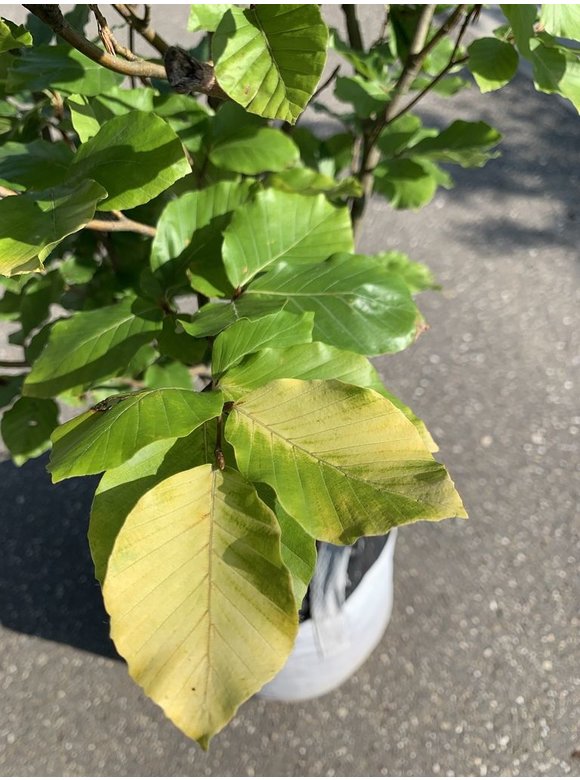 Säulen-Goldbuche 'Dawyck Gold' | Fagus sylvatica 'Dawyck Gold' Säulen-Goldbuche 'Dawyck Gold' | Fagus sylvatica 'Dawyck Gold'