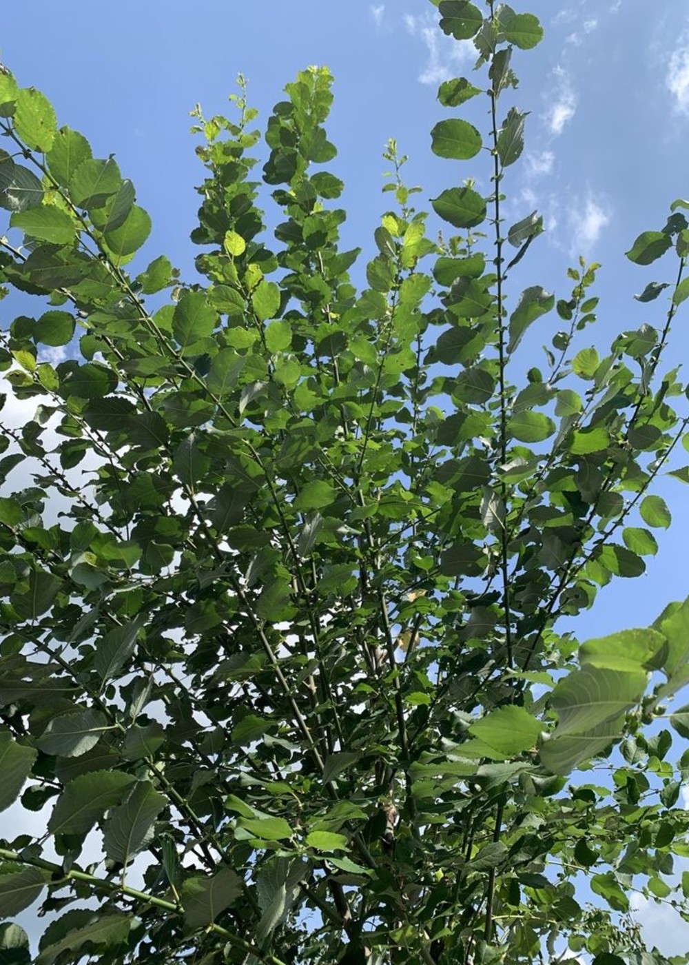 Salweide | Salix caprea Salweide | Salix caprea
