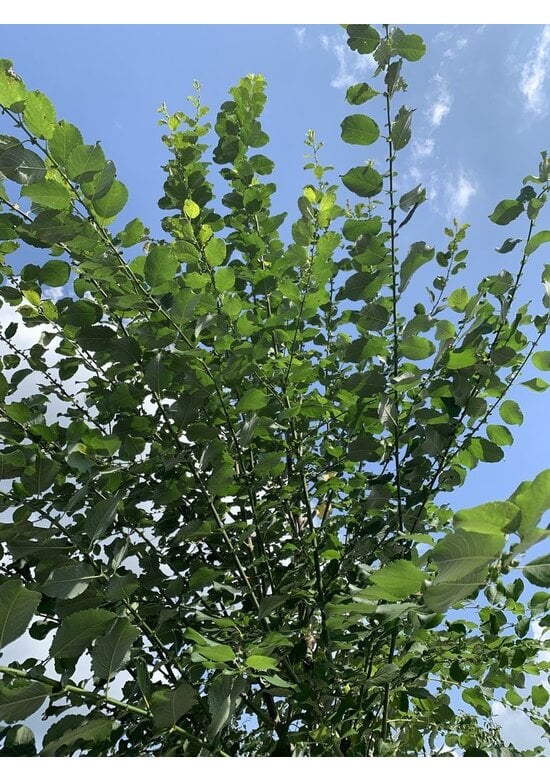 Sal-Weide - Palm-Weide | Salix caprea