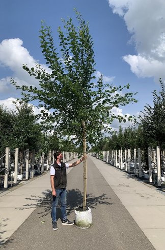 Sal-Weide - Palm-Weide | Salix caprea