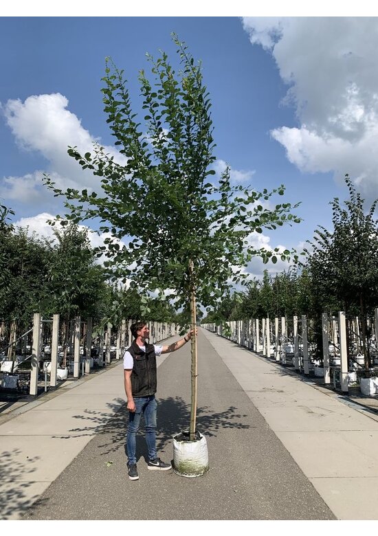 Sal-Weide - Palm-Weide | Salix caprea