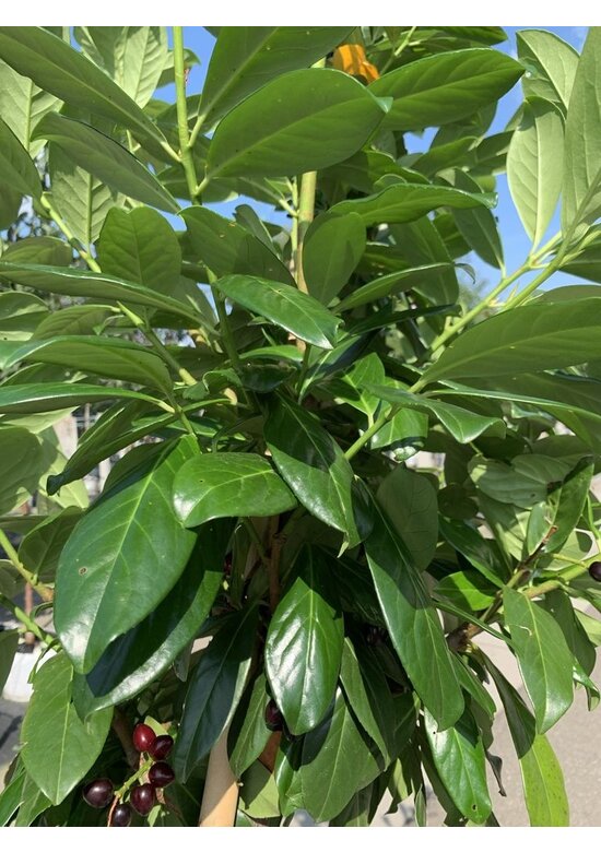 Rundblättriger Kirschlorbeer Baum 'Rotundifolia' | Prunus laurocerasus 'Rotundifolia' Rundblättriger Kirschlorbeer Baum 'Rotundifolia' | Prunus laurocerasus 'Rotundifolia'