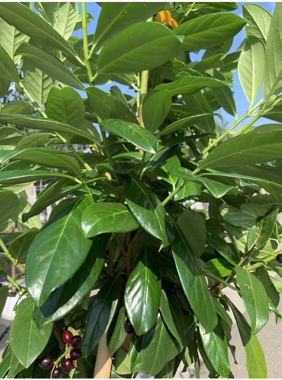 Rundblättriger Kirschlorbeer Baum 'Rotundifolia' | Prunus laurocerasus 'Rotundifolia' Rundblättriger Kirschlorbeer Baum 'Rotundifolia' | Prunus laurocerasus 'Rotundifolia'