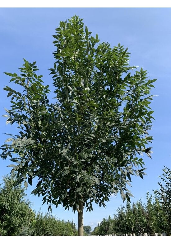 Rotesche 'Summit' | Fraxinus pennsylvanica 'Summit'