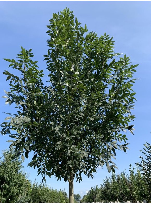 Rotesche 'Summit' | Fraxinus pennsylvanica 'Summit' Rotesche 'Summit' | Fraxinus pennsylvanica 'Summit'