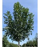 Rotesche 'Summit' | Fraxinus pennsylvanica 'Summit'