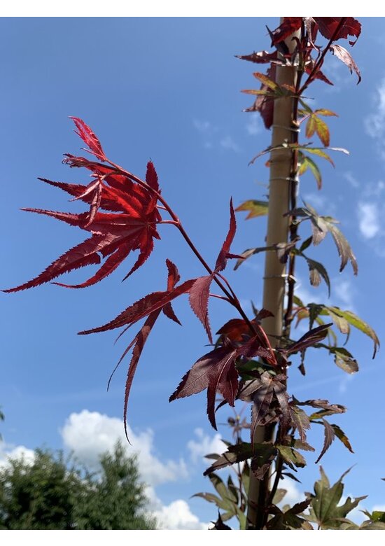 Roter Fächer-Ahorn | Acer palmatum 'Atropurpureum' Roter Fächer-Ahorn | Acer palmatum 'Atropurpureum'
