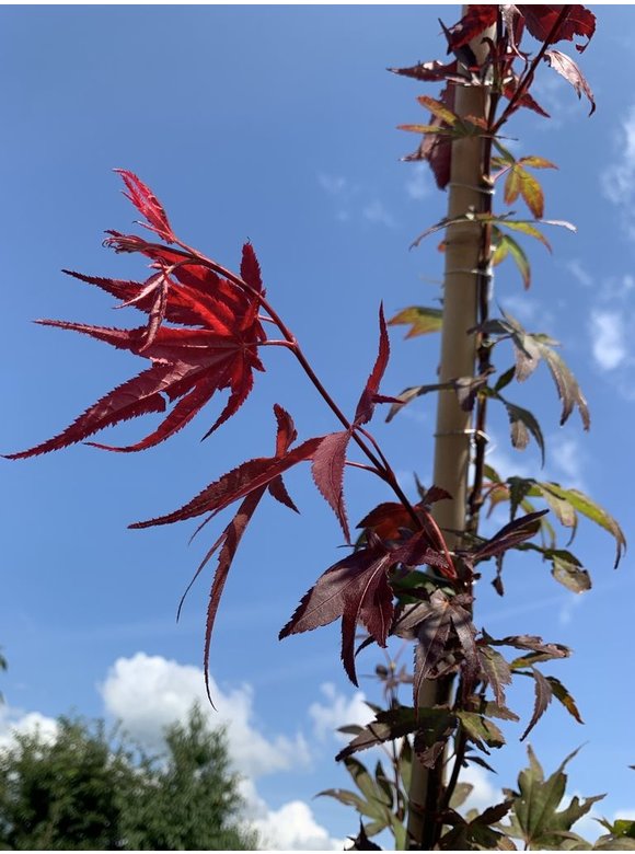 Roter Fächer-Ahorn Atropurpureum | Acer palmatum 'Atropurpureum' Roter Fächer-Ahorn Atropurpureum | Acer palmatum 'Atropurpureum'
