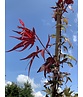 Roter Fächer-Ahorn | Acer palmatum 'Atropurpureum' Roter Fächer-Ahorn | Acer palmatum 'Atropurpureum'