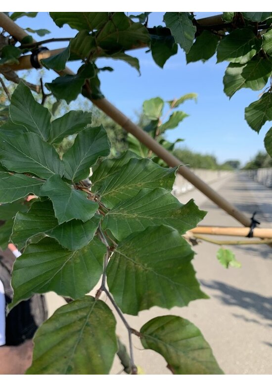 Rotbuche - Spalierbaum | Fagus sylvatica