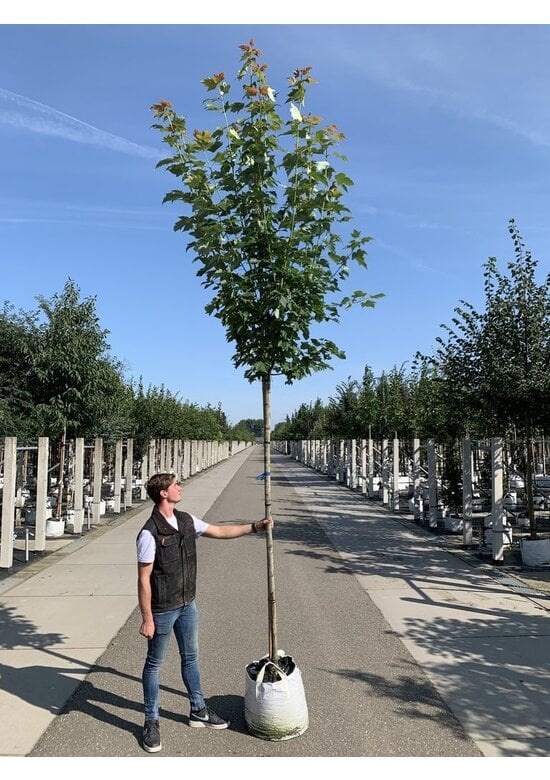 Säulen-Rotahorn 'Scanlon' | Acer rubrum 'Scanlon'