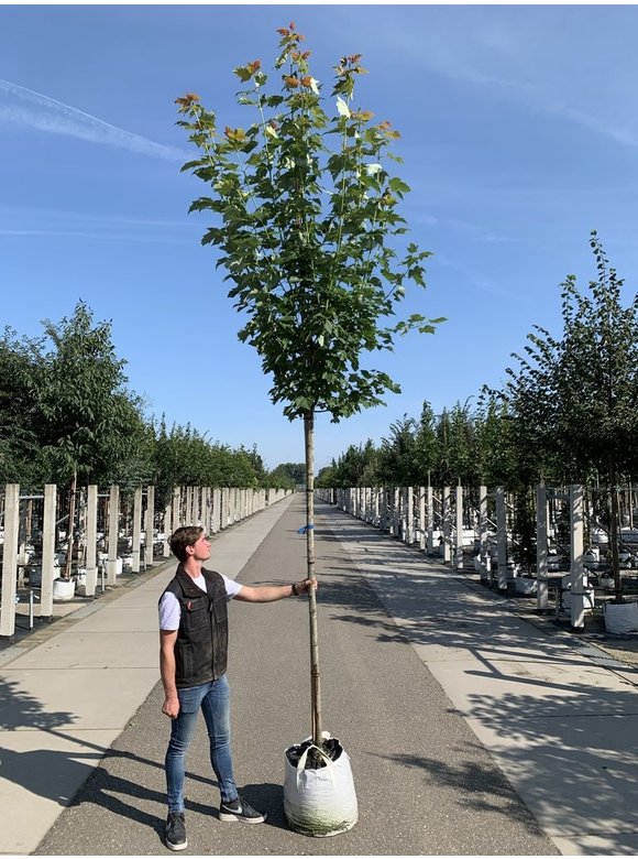 Säulen-Rotahorn 'Scanlon' | Acer rubrum 'Scanlon' Säulen-Rotahorn 'Scanlon' | Acer rubrum 'Scanlon'