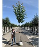 Säulen-Rotahorn 'Scanlon' | Acer rubrum 'Scanlon'