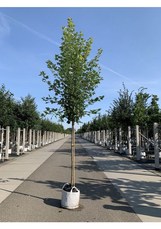 Rot-Ahorn 'Karpick' | Acer rubrum 'Karpick'