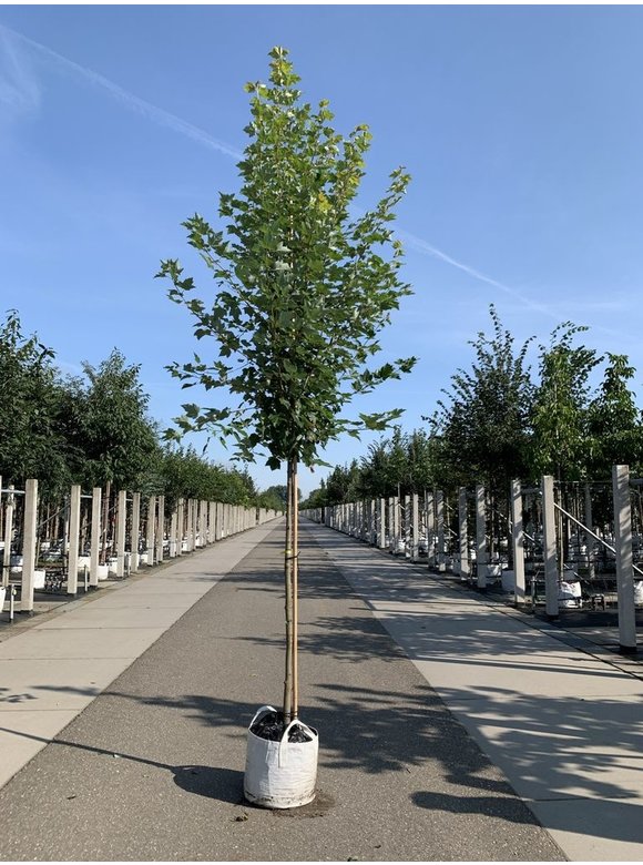 Rot-Ahorn 'Karpick' | Acer rubrum 'Karpick' Rot-Ahorn 'Karpick' | Acer rubrum 'Karpick'
