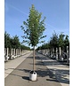 Rot-Ahorn 'Karpick' | Acer rubrum 'Karpick'