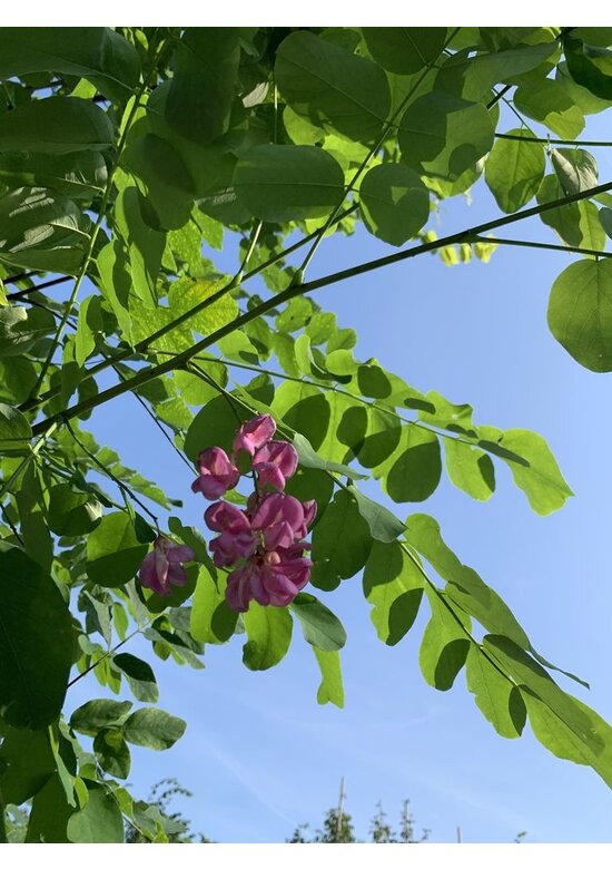 Robinie 'Pink Cascade' | Robinia margaretta Pink Cascade