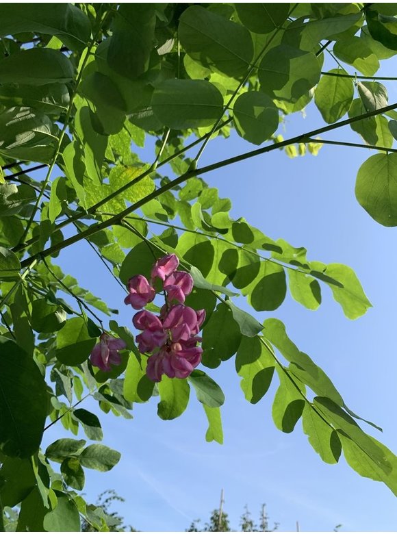 Robinie 'Pink Cascade' | Robinia margaretta Pink Cascade Robinie 'Pink Cascade' | Robinia margaretta Pink Cascade
