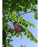 Robinie 'Pink Cascade' | Robinia margaretta Pink Cascade