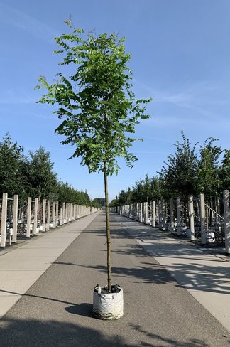 Robinie 'Pink Cascade' | Robinia margaretta Pink Cascade