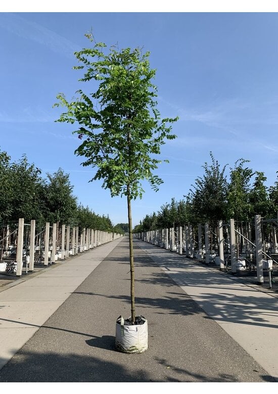 Robinie 'Pink Cascade' | Robinia margaretta Pink Cascade