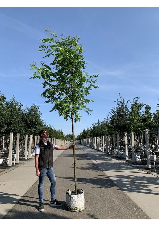 Robinie 'Pink Cascade' | Robinia margaretta Pink Cascade