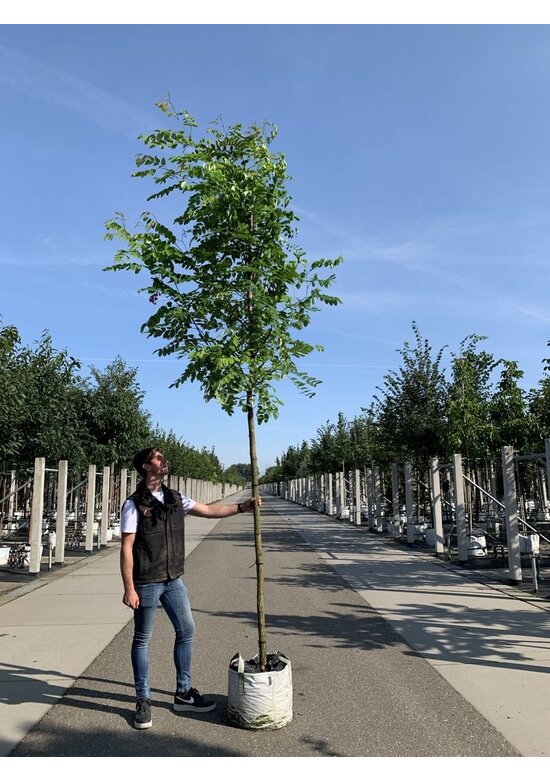 Robinie 'Pink Cascade' | Robinia margaretta Pink Cascade