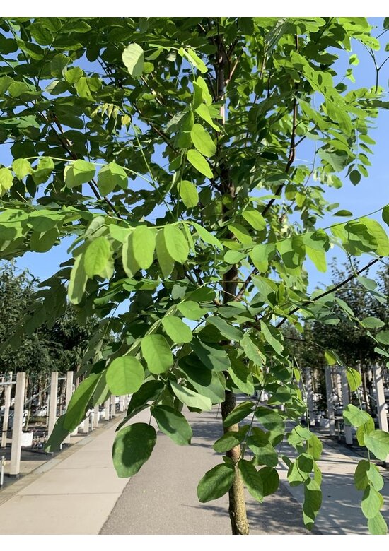 Robinie 'Pink Cascade' | Robinia margaretta Pink Cascade
