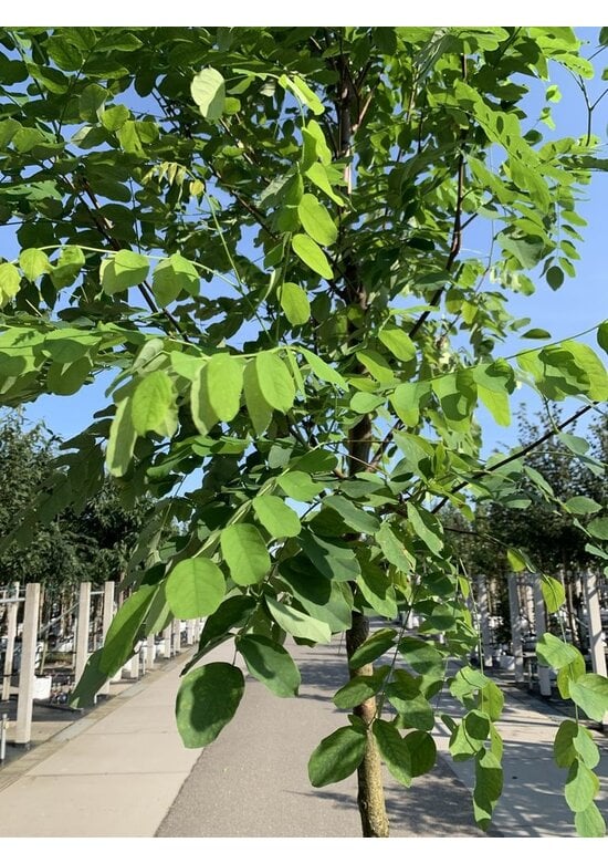 Robinie 'Pink Cascade' | Robinia margaretta Pink Cascade