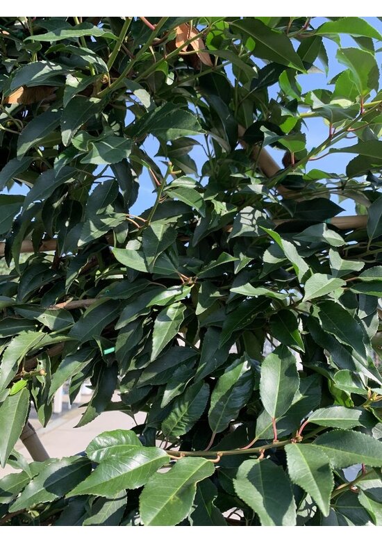 Portugiesischer Kirschlorbeer Spalier | Prunus lusitanica Portugiesischer Kirschlorbeer Spalier | Prunus lusitanica