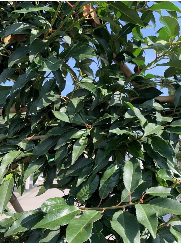 Portugiesischer Kirschlorbeer Spalierbaum | Prunus lusitanica Portugiesischer Kirschlorbeer Spalierbaum | Prunus lusitanica