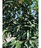 Portugiesischer Kirschlorbeer Spalier | Prunus lusitanica Portugiesischer Kirschlorbeer Spalier | Prunus lusitanica