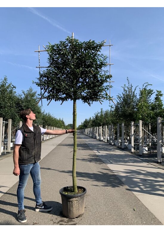 Portugiesischer Kirschlorbeer Spalier | Prunus lusitanica