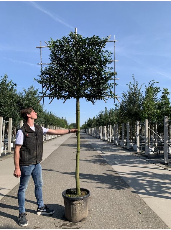 Portugiesischer Kirschlorbeer Spalierbaum | Prunus lusitanica Portugiesischer Kirschlorbeer Spalierbaum | Prunus lusitanica