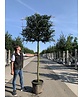 Portugiesischer Kirschlorbeer Spalier | Prunus lusitanica Portugiesischer Kirschlorbeer Spalier | Prunus lusitanica