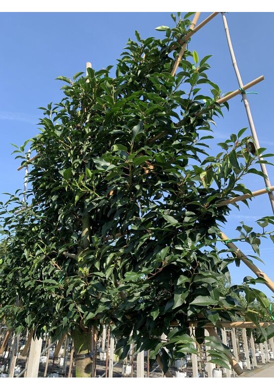 Portugiesischer Kirschlorbeer Spalier | Prunus lusitanica Portugiesischer Kirschlorbeer Spalier | Prunus lusitanica