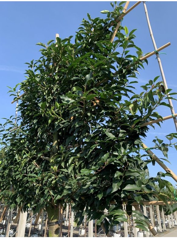 Portugiesischer Kirschlorbeer Spalierbaum | Prunus lusitanica Portugiesischer Kirschlorbeer Spalierbaum | Prunus lusitanica