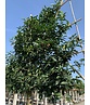 Portugiesischer Kirschlorbeer Spalier | Prunus lusitanica Portugiesischer Kirschlorbeer Spalier | Prunus lusitanica