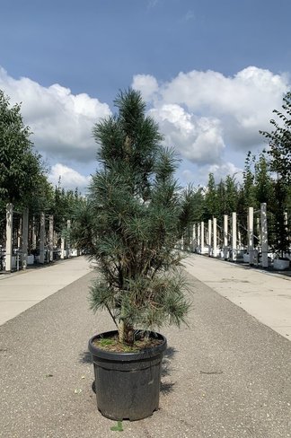 Säulenkiefer 'Fastigiata' | Pinus sylvestris 'Fastigiata'